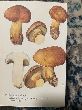 🖤5/&25 Botanical Mushroom Illustration Print -Brown Bolet Mushrooms vintage